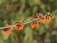 Hamamelis Spanish Spider 2015 02 07 3222